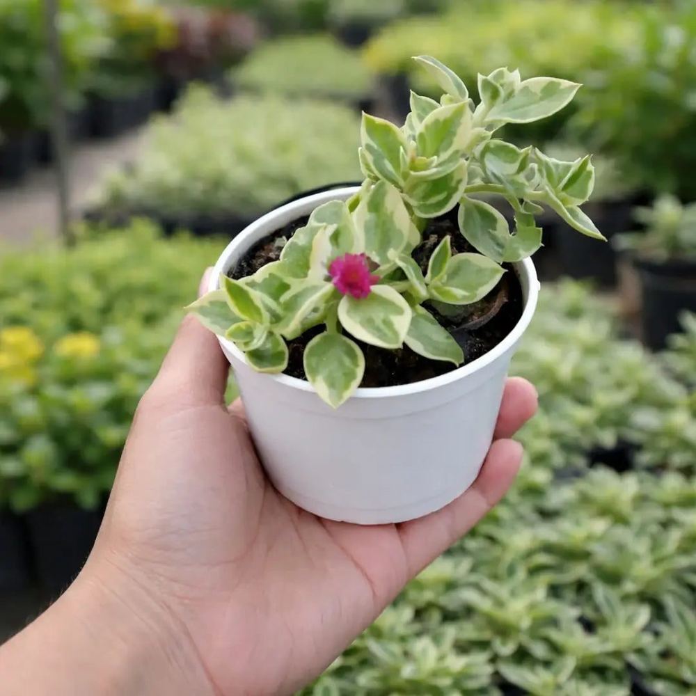 Aptenia cordifolia 'Variegata'