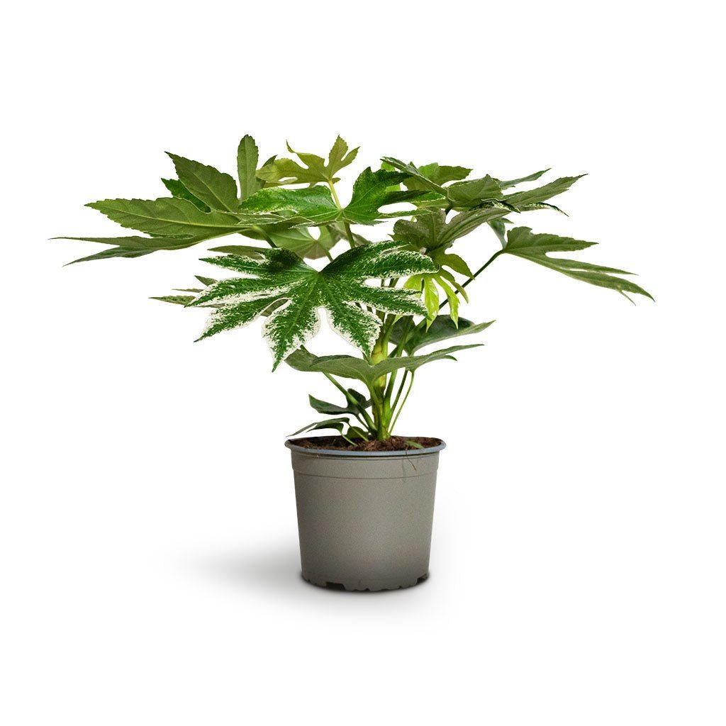 Aralia japonica