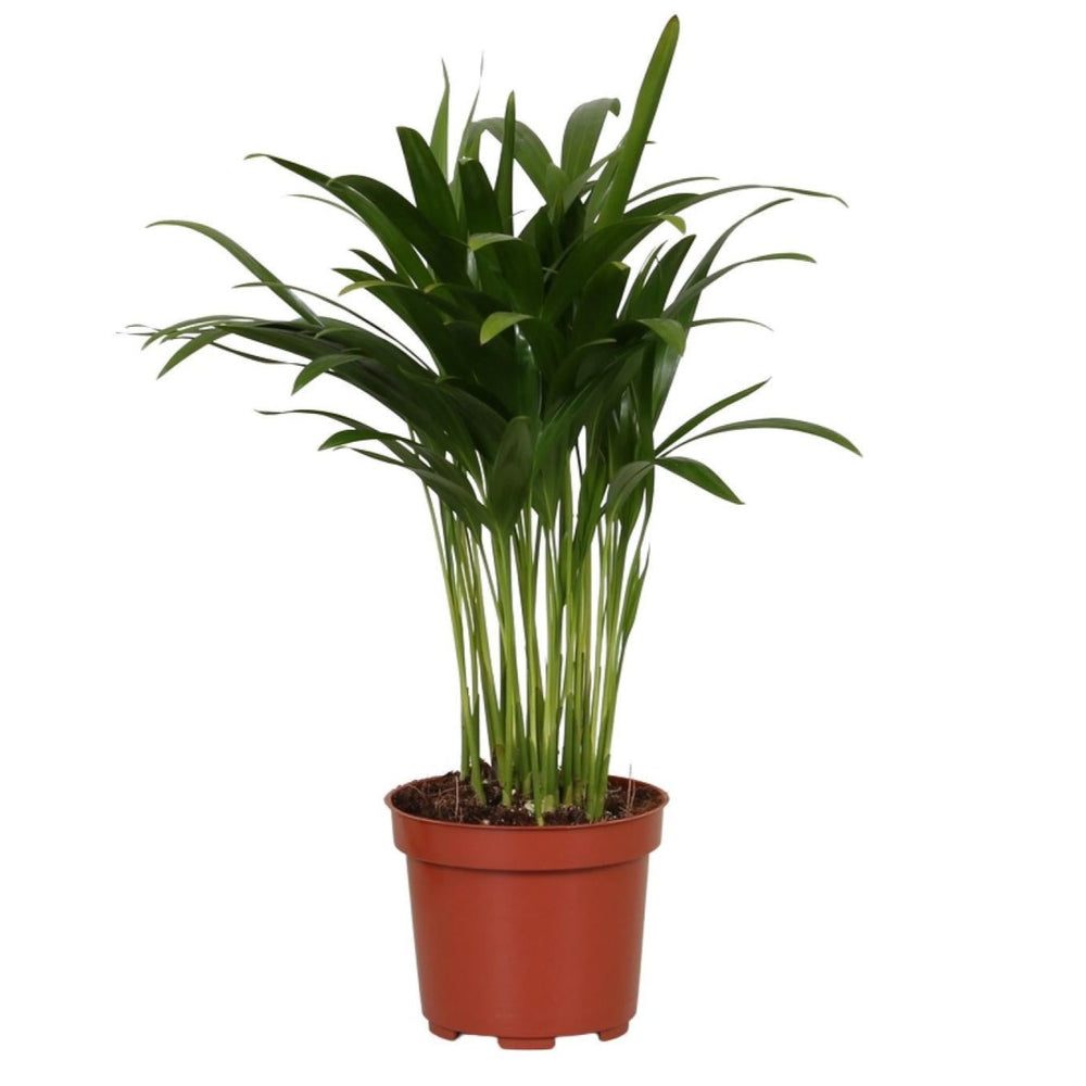 Areca catechu