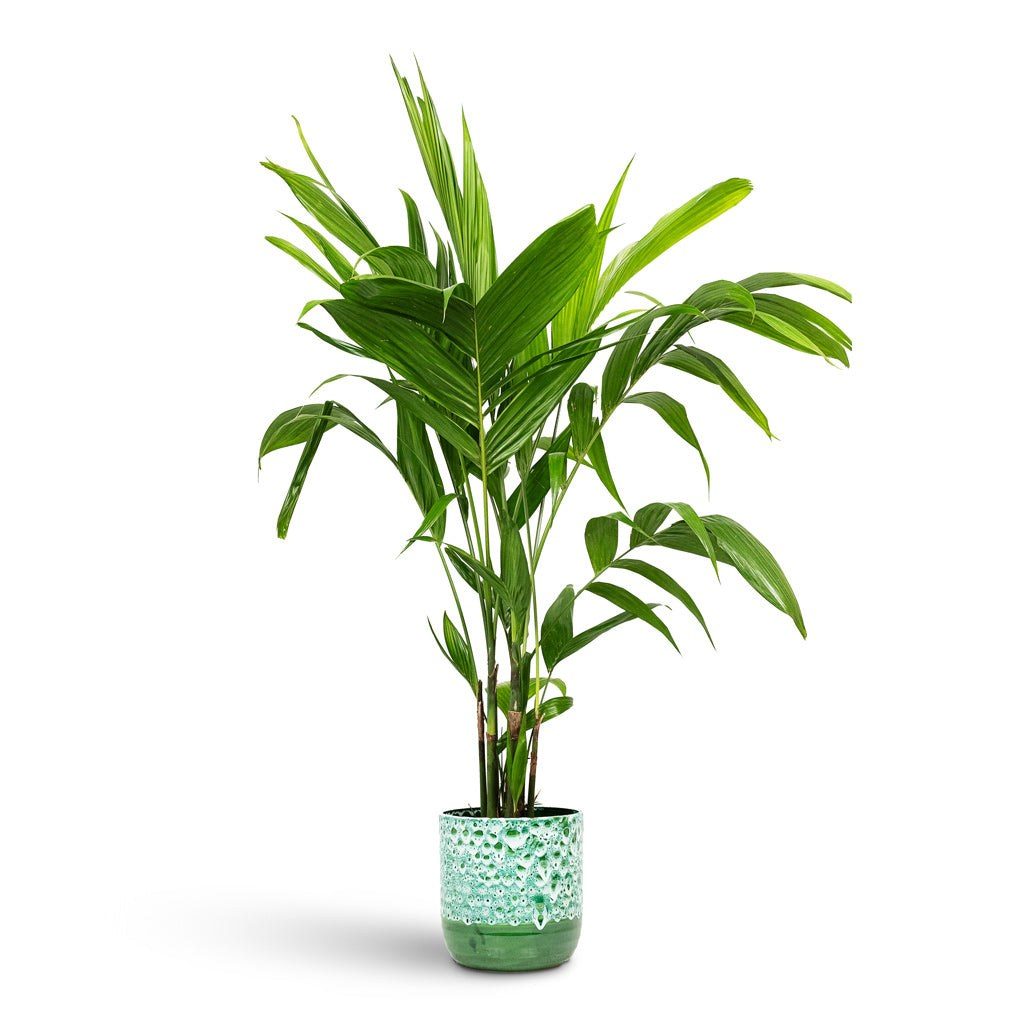 Areca triandra