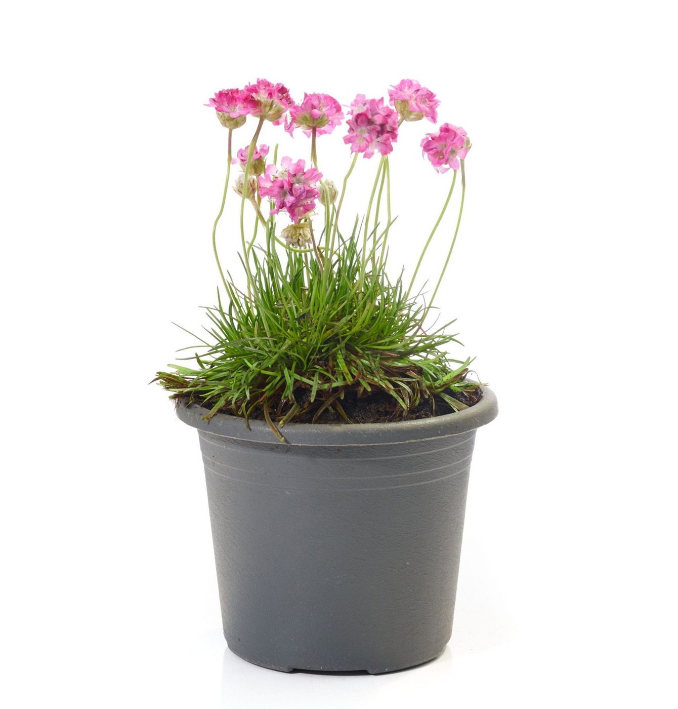Armeria maritima