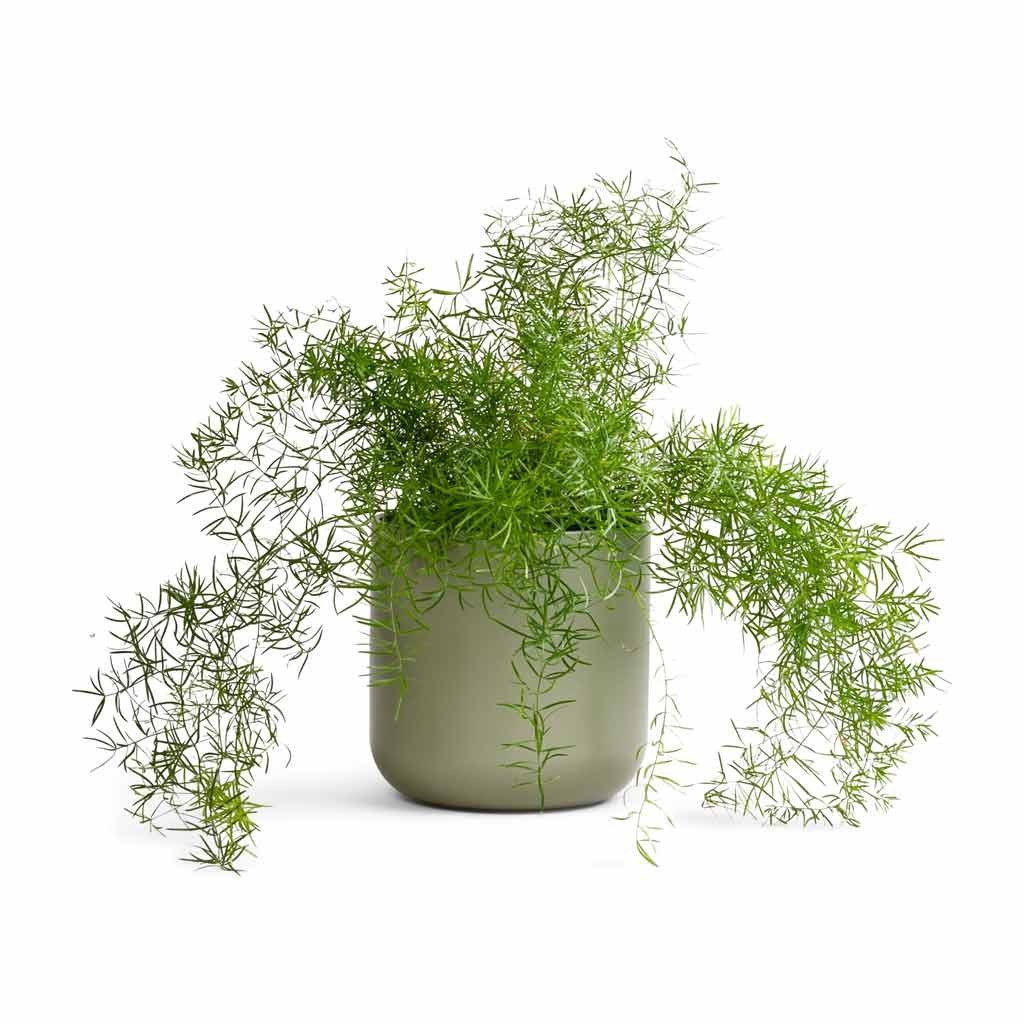 Asparagus densiflorus