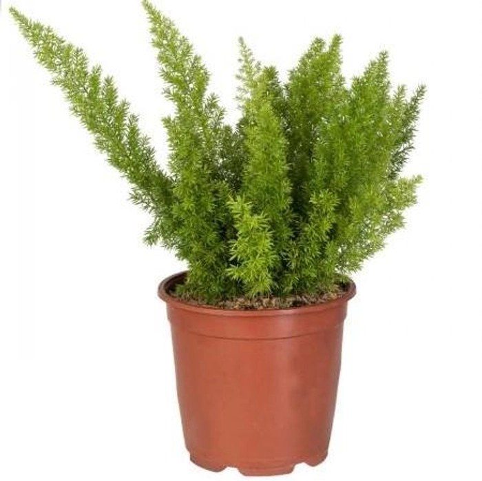 Asparagus densiflorus 'Meyeri'