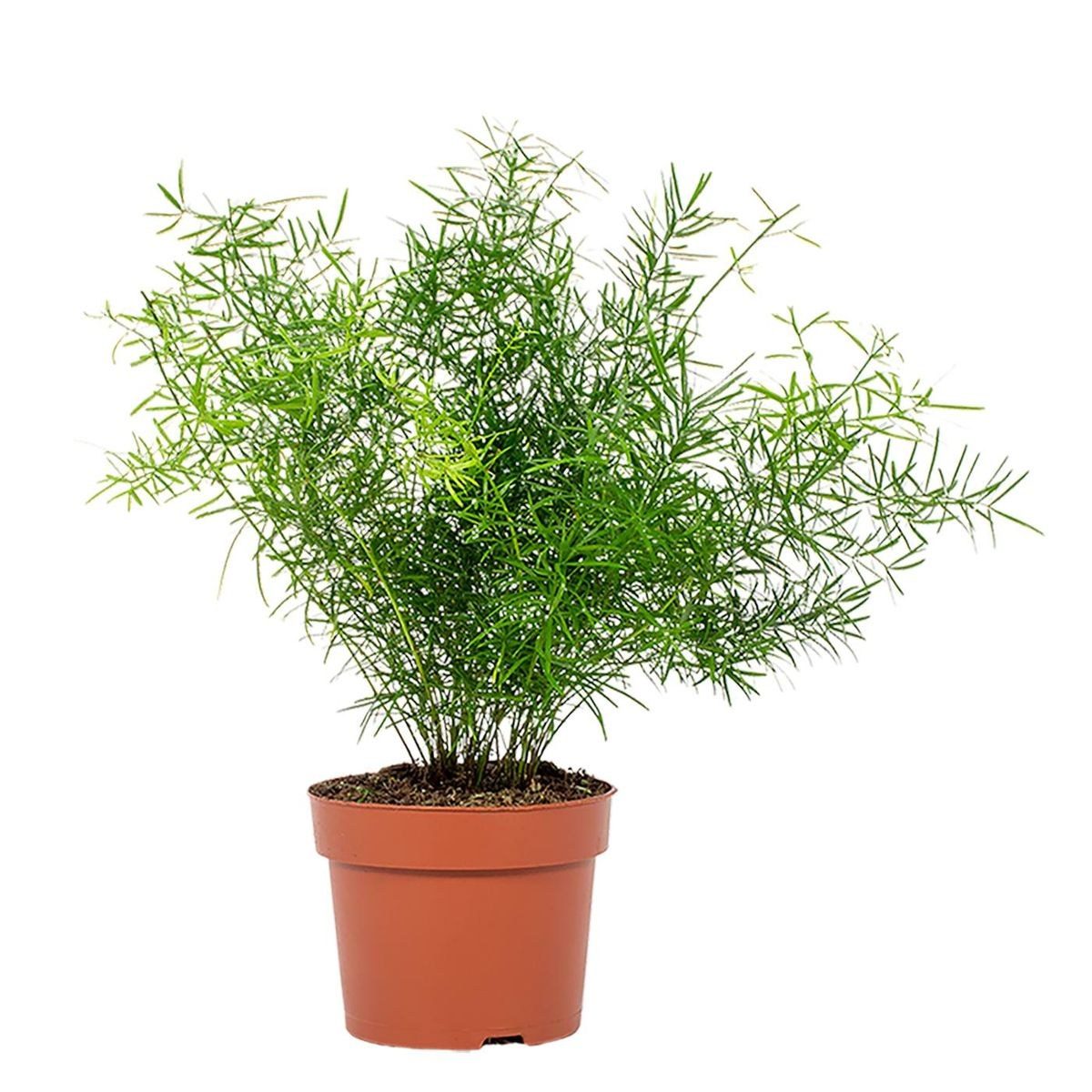 Asparagus densiflorus 'Sprengeri'