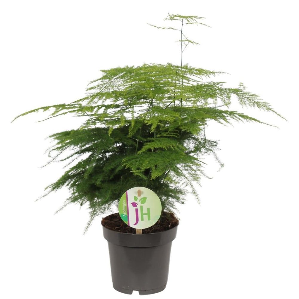 Asparagus setaceus