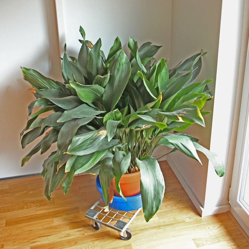 Aspidistra elatior
