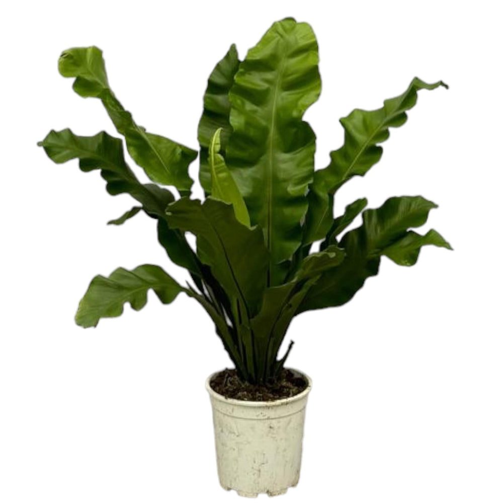 Asplenium nidus