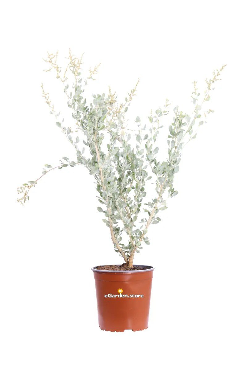 Atriplex halimus