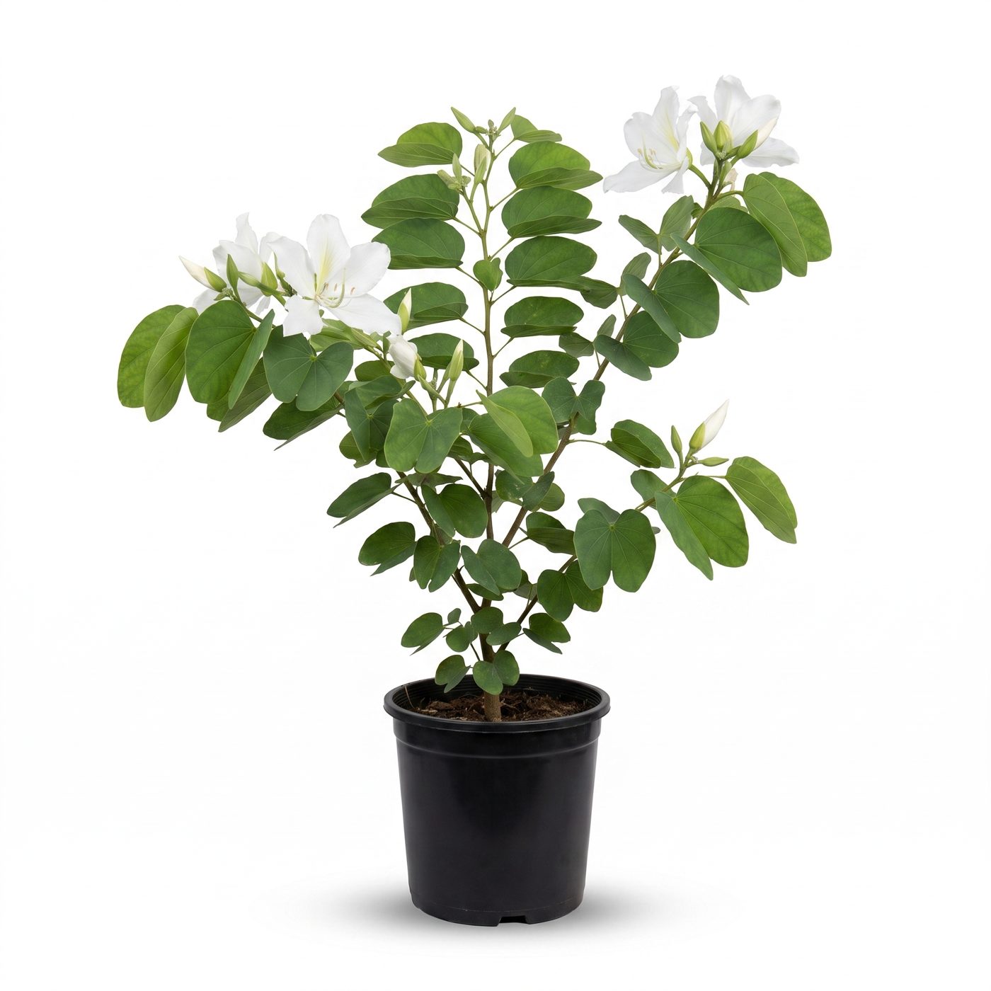 Bauhinia variegata 'Candida'
