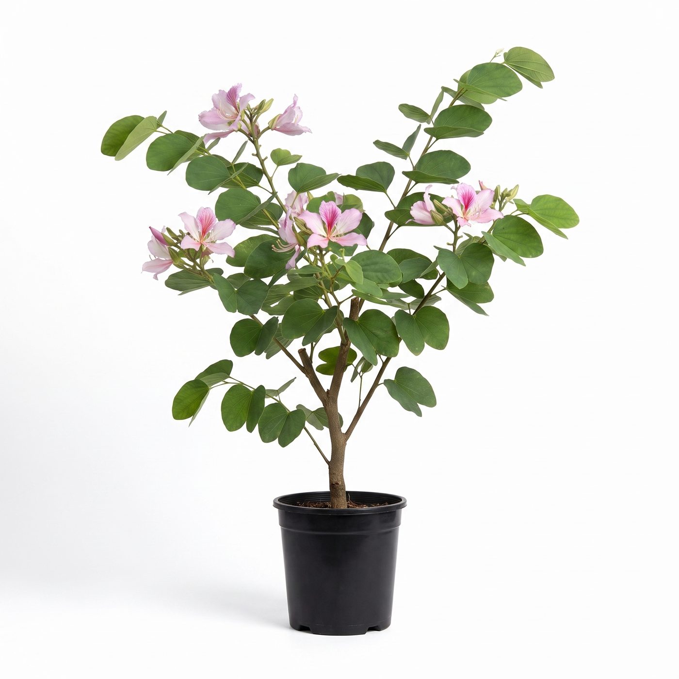 Bauhinia variegata