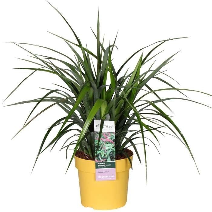 Billbergia nutans
