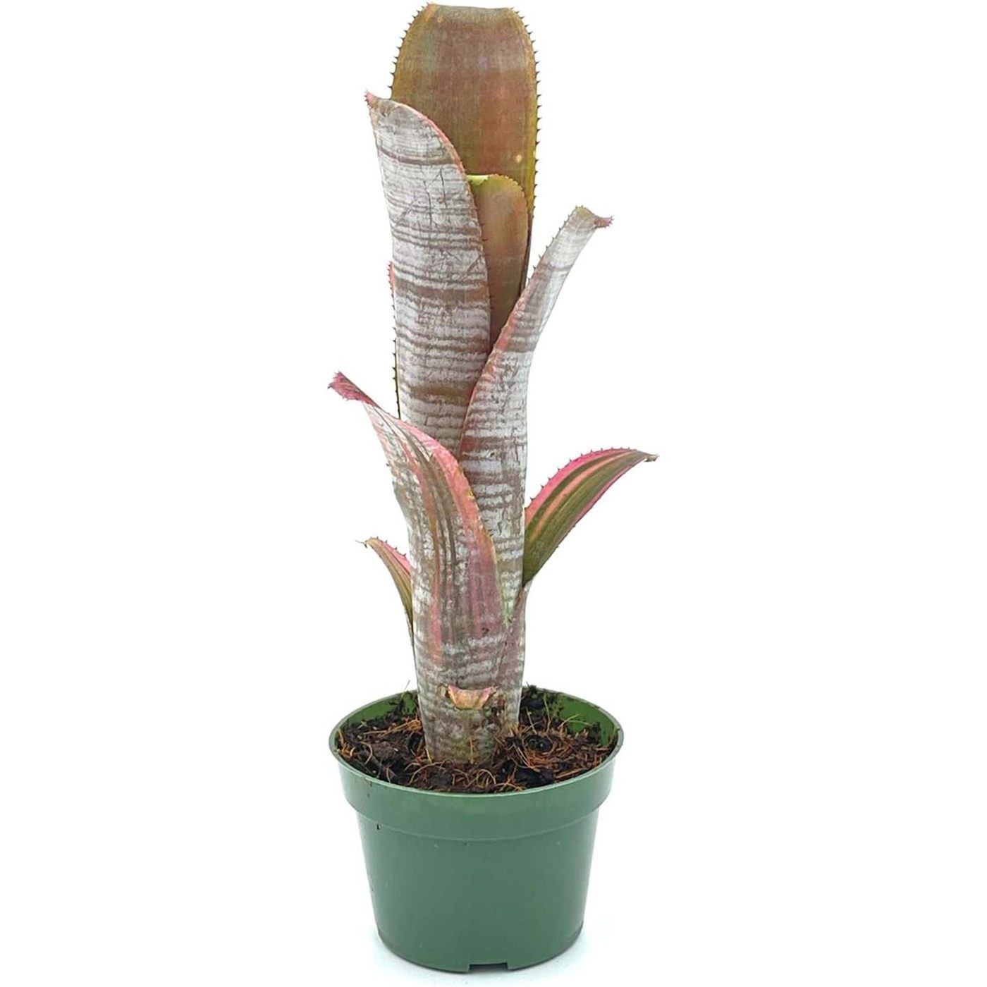 Billbergia vittata