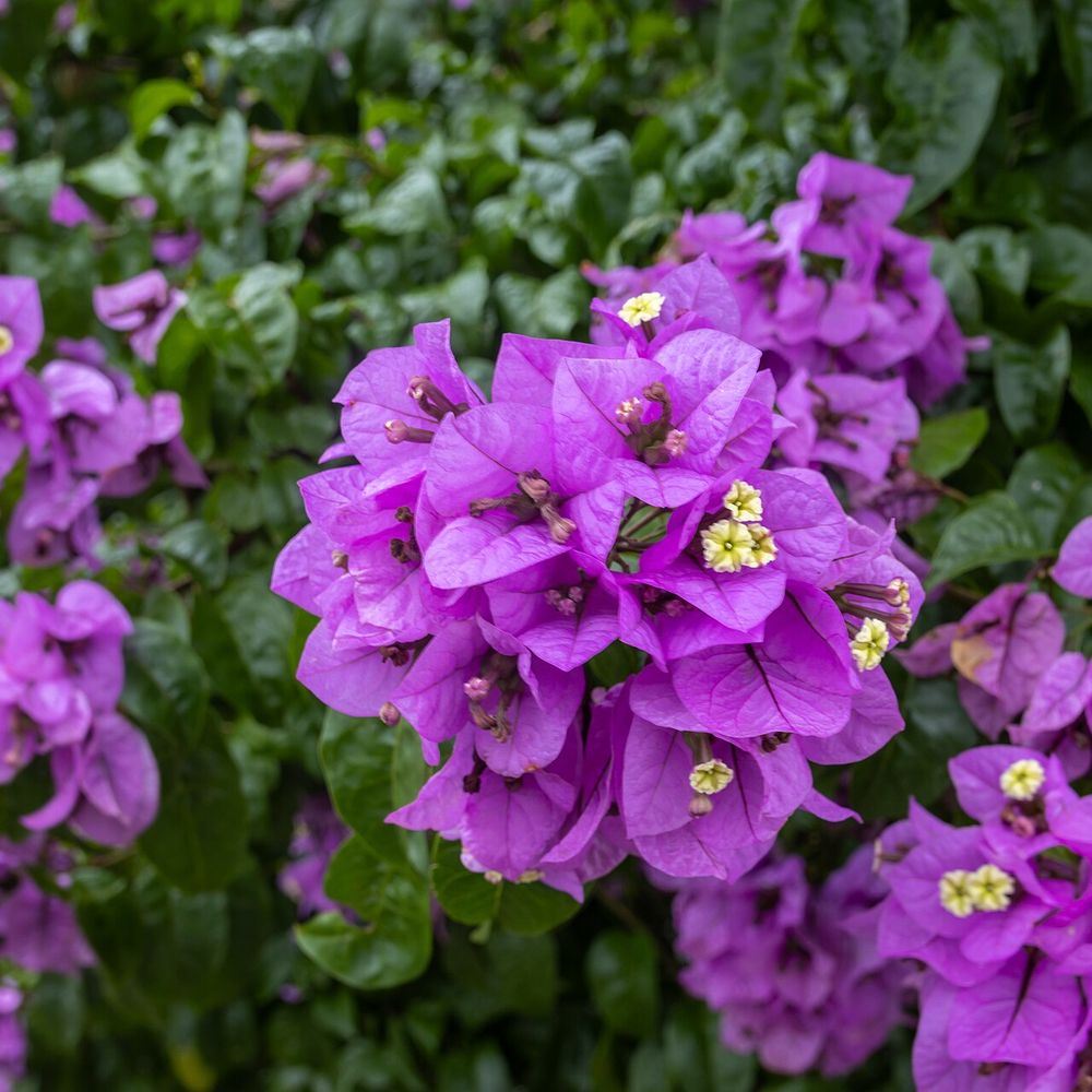 Bougainvillea glabra