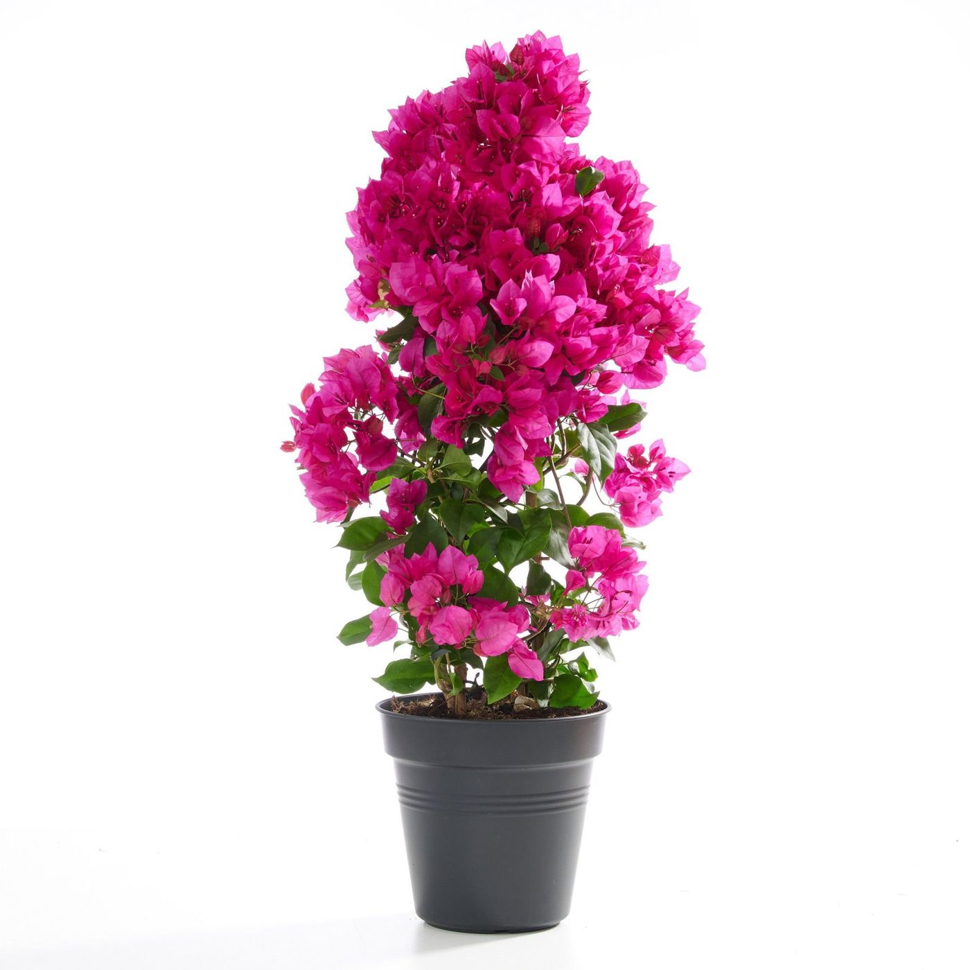 Bougainvillea 'Jennah'