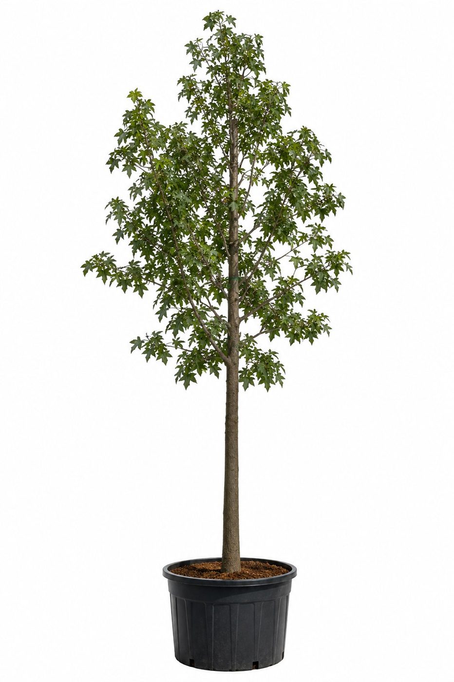 Brachychiton acerifolius
