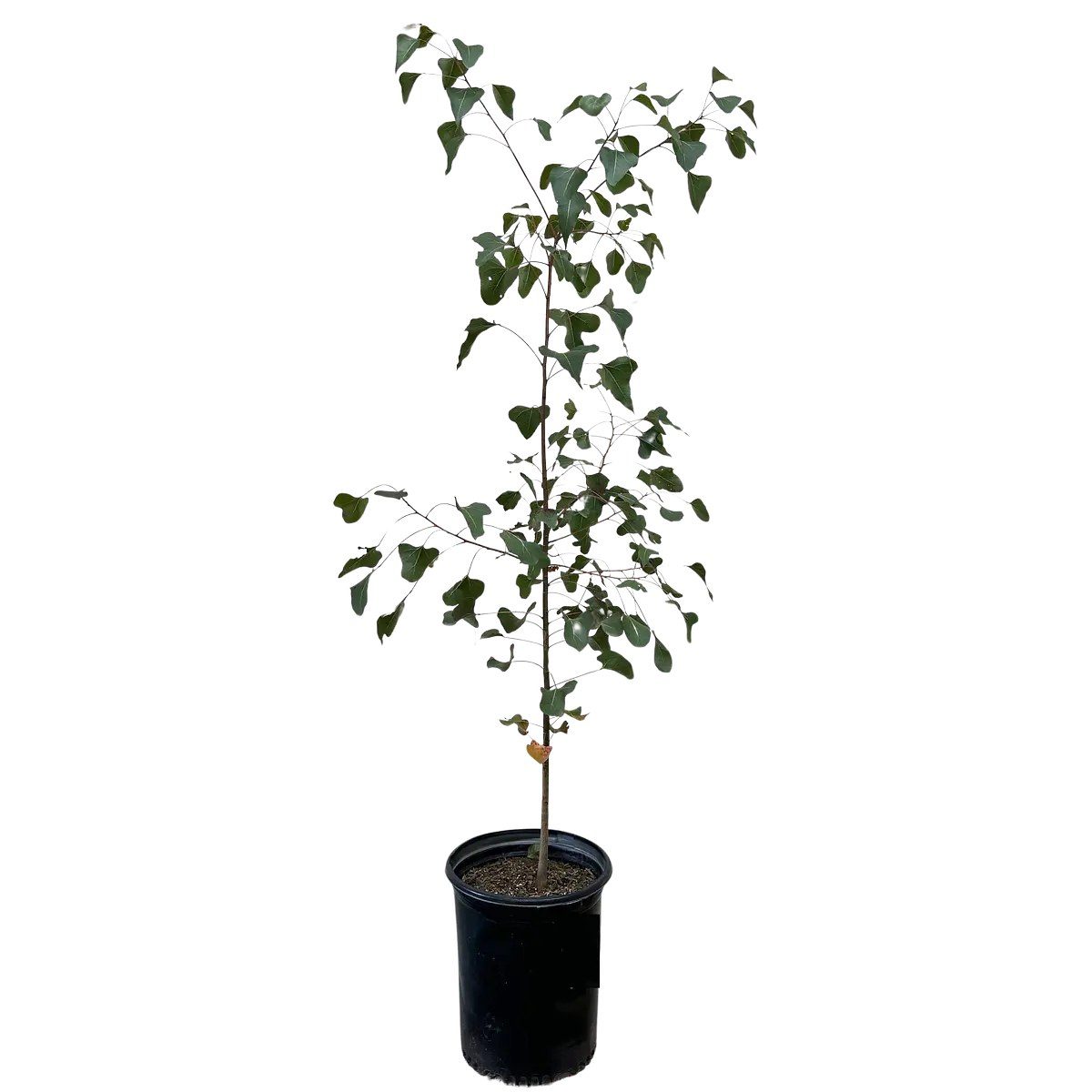 Brachychiton populneus