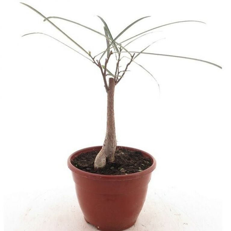 Brachychiton rupestris