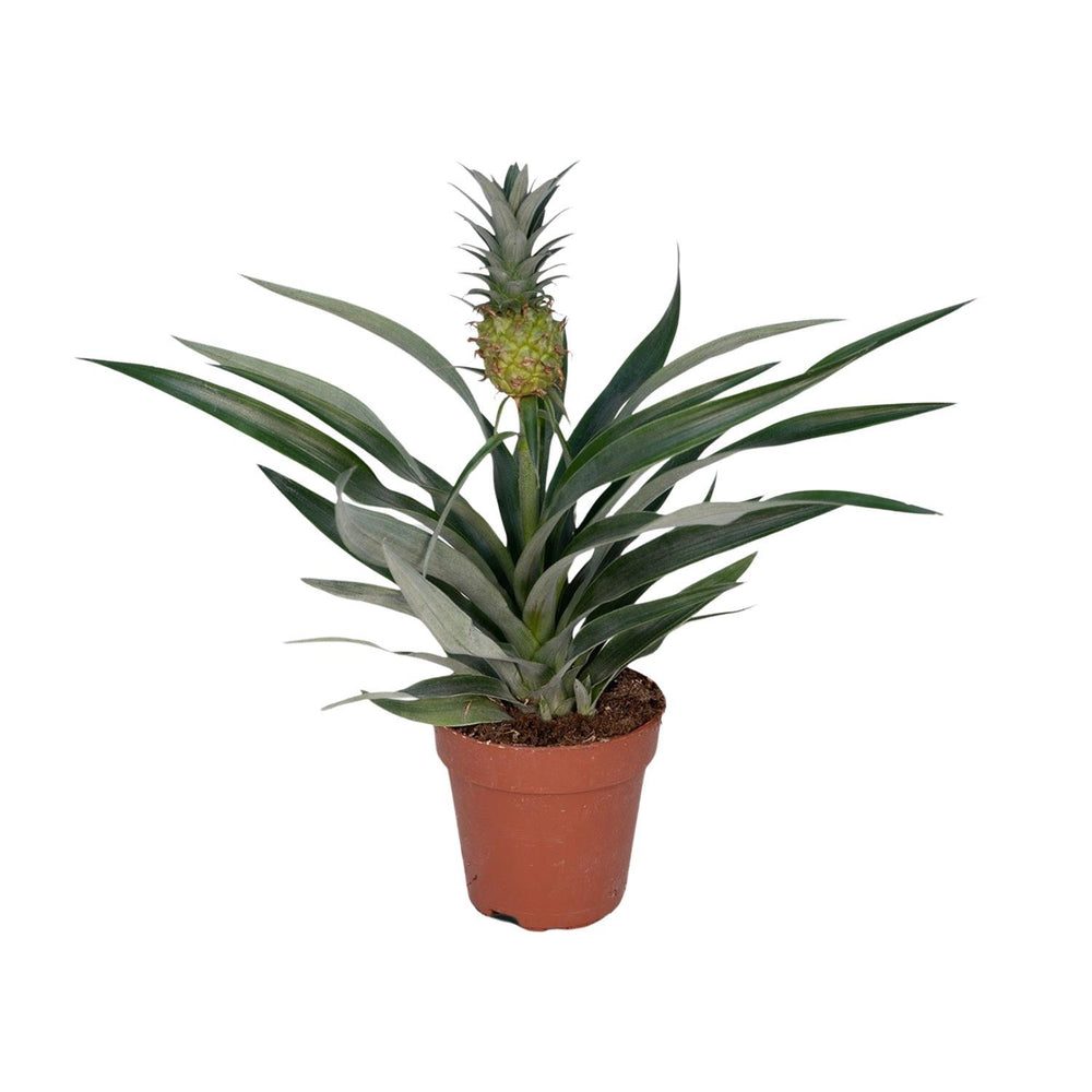 Ananas comosus