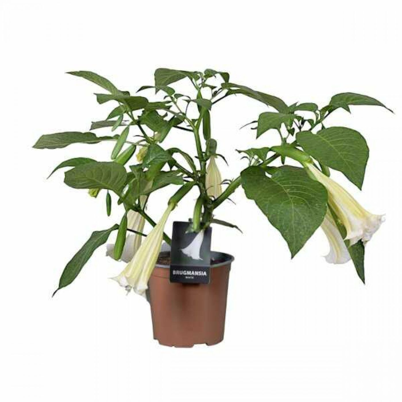 Brugmansia arborea