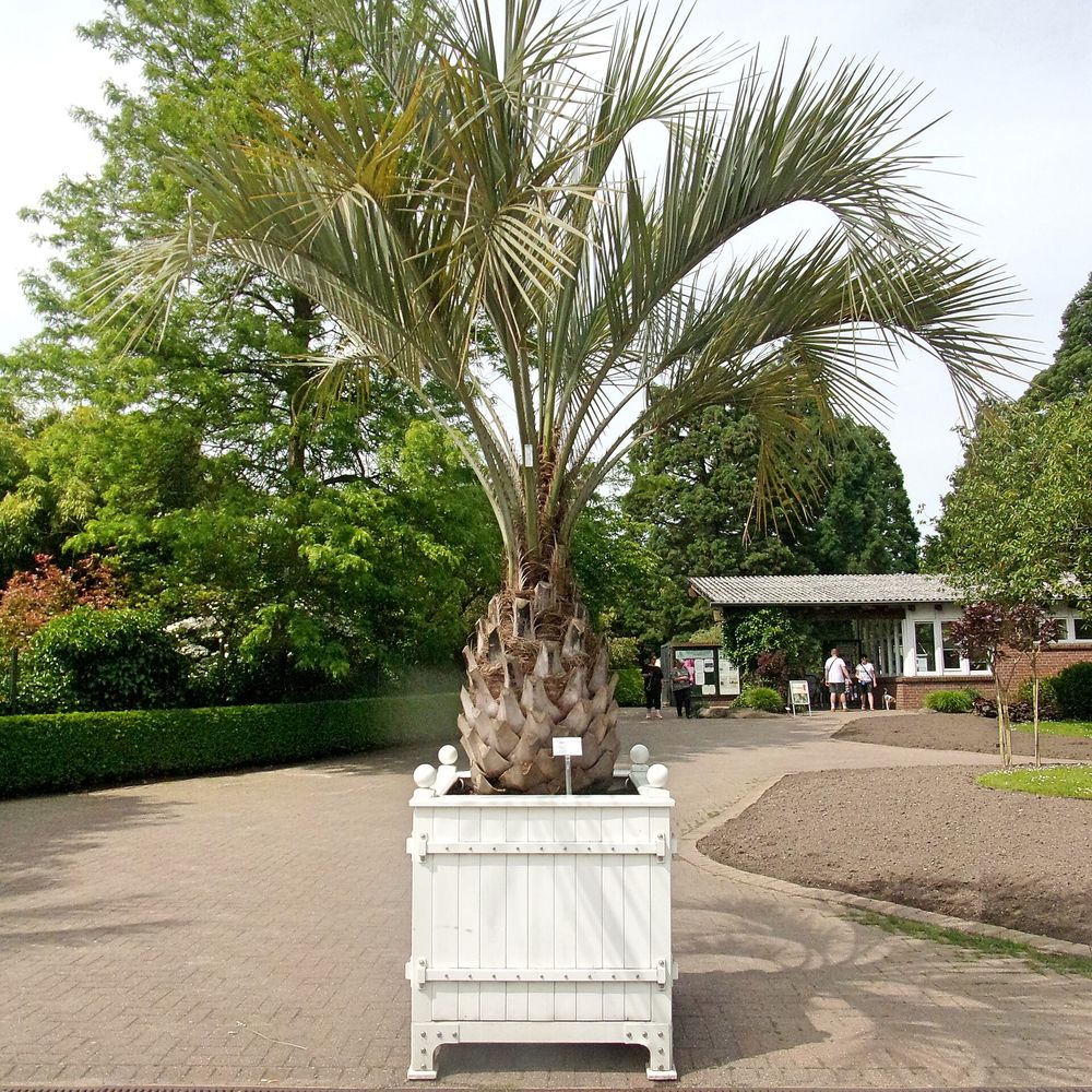 Butia capitata