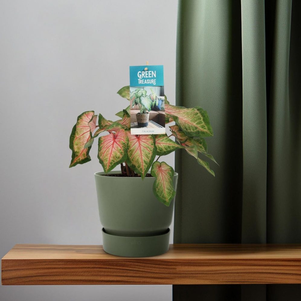 Caladium bicolor 'Roze'