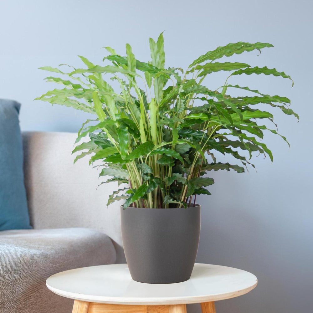 Calathea rufibarba