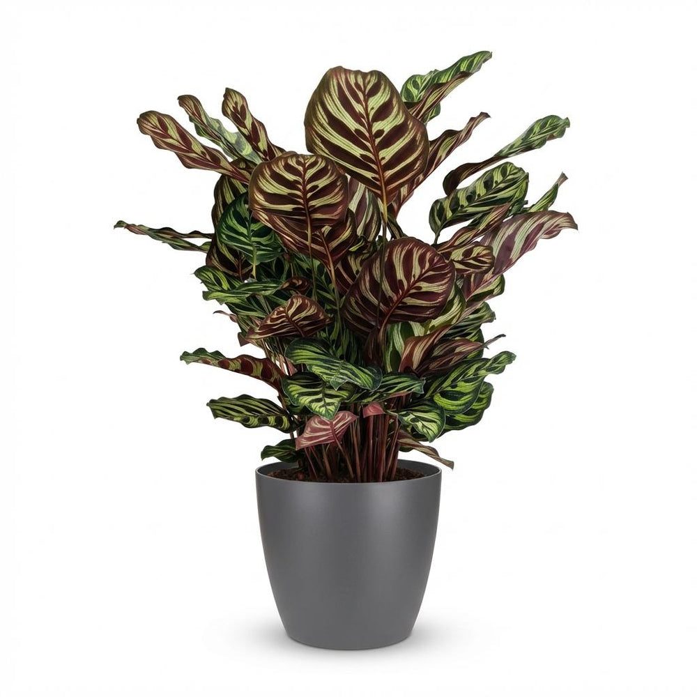 Calathea makoyana