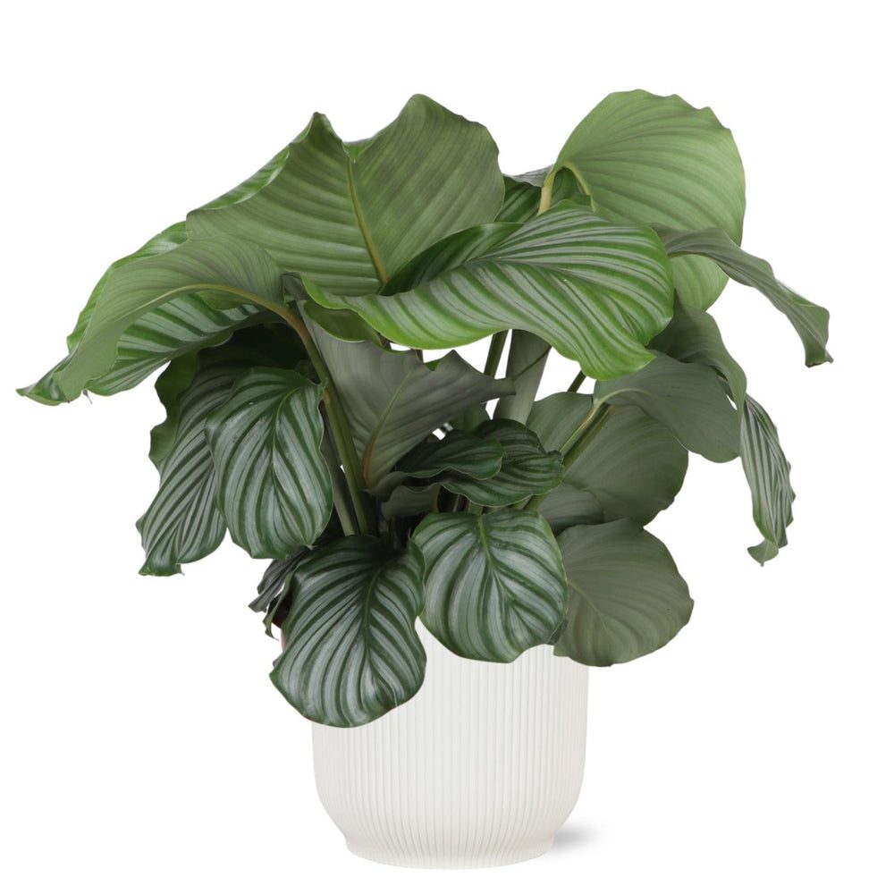 Calathea orbifolia
