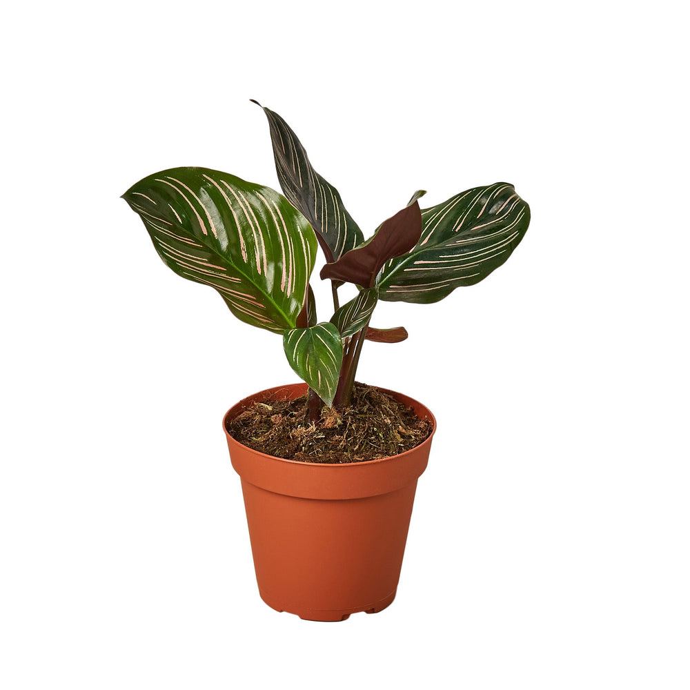 Calathea ornata