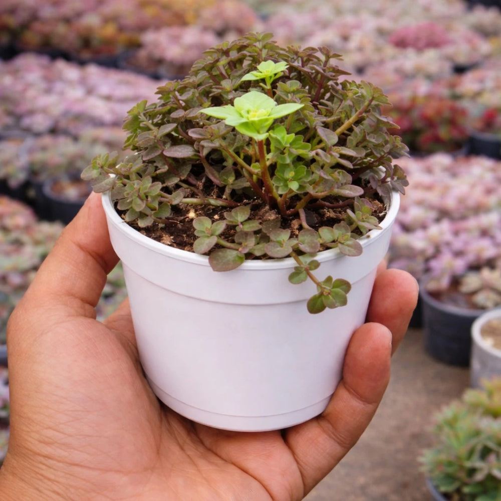 Callisia repens