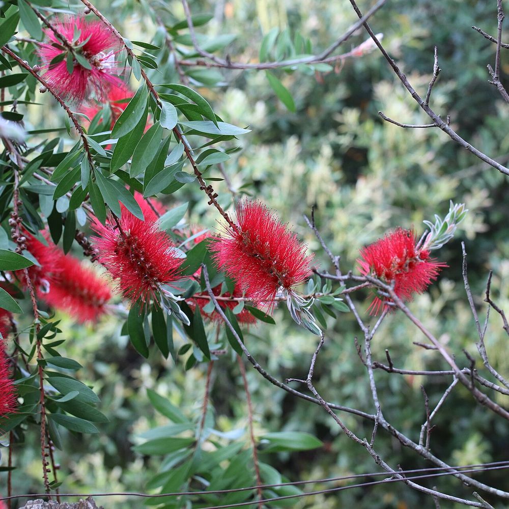 Callistemon citrinus