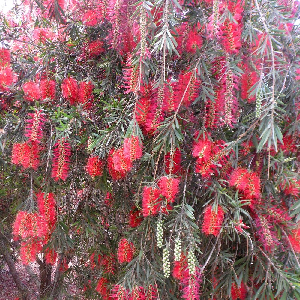 Callistemon viminalis