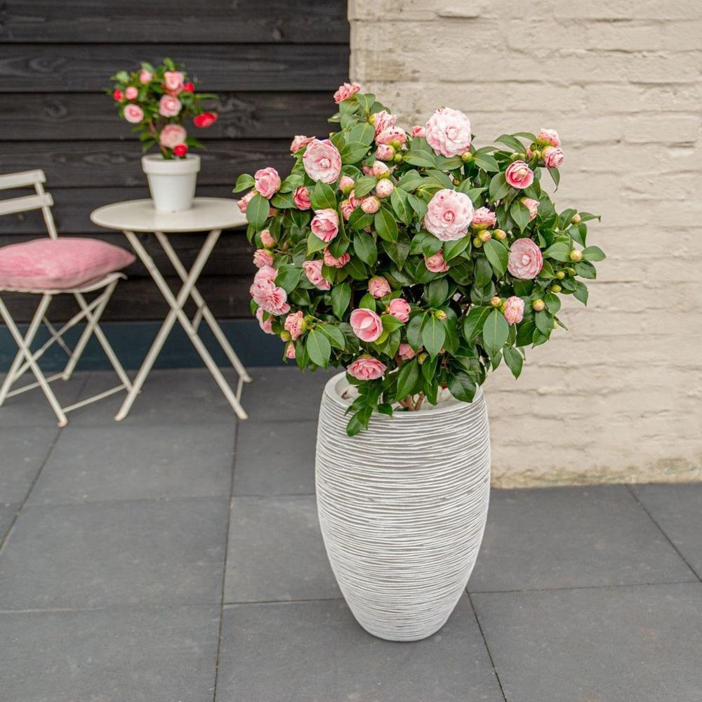 Camellia japonica 'Bonomiana'