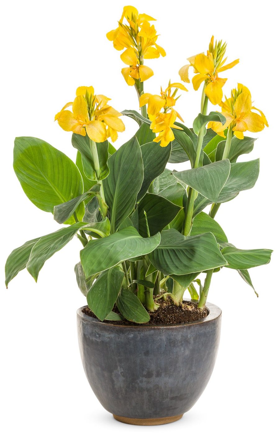 Canna indica jaune