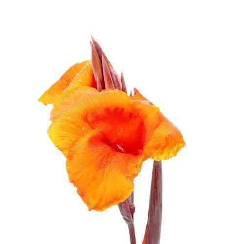 Canna indica rouge