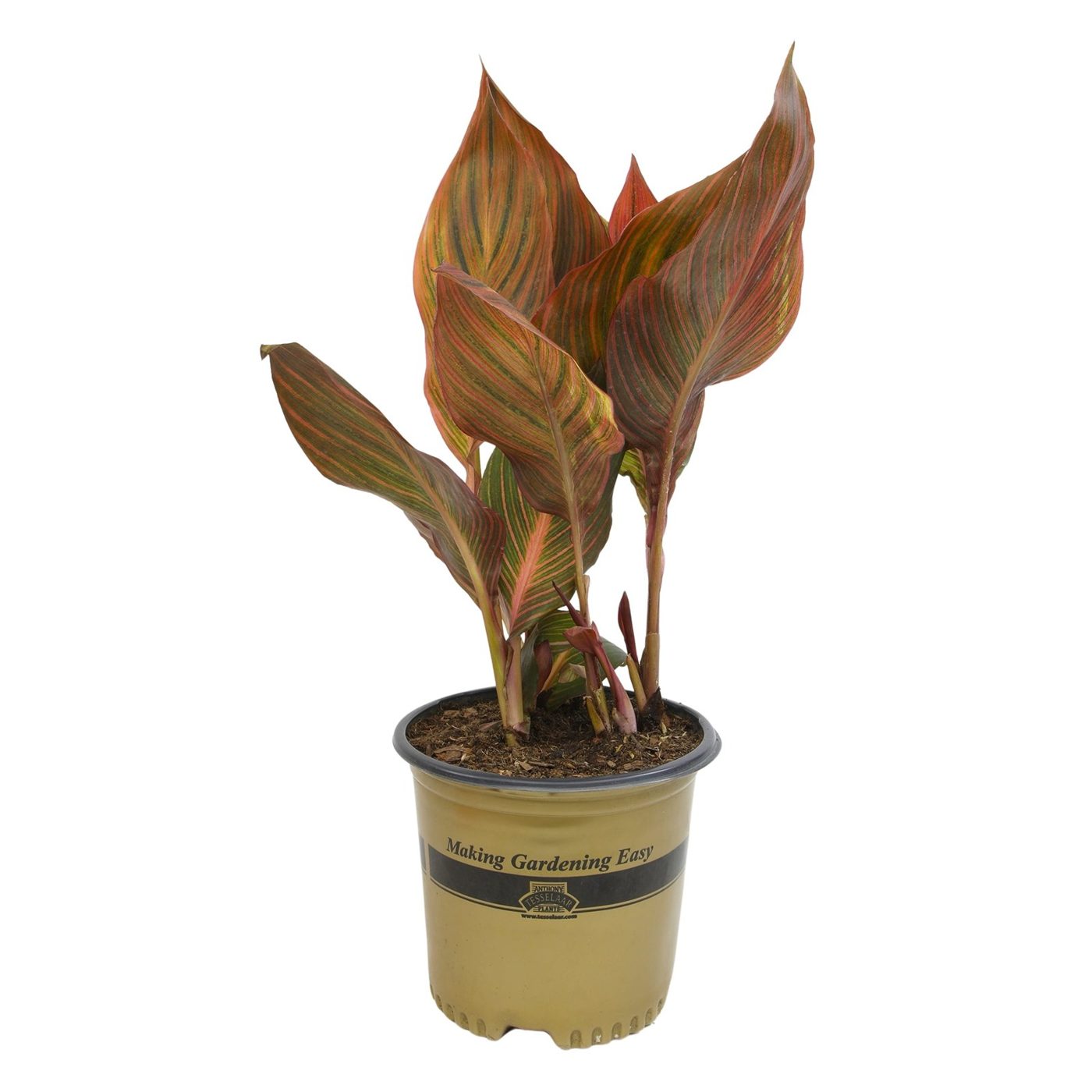 Canna Tropicana
