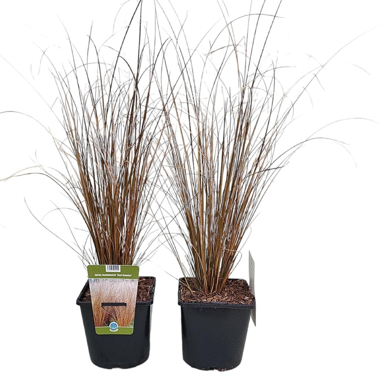 Carex buchananii