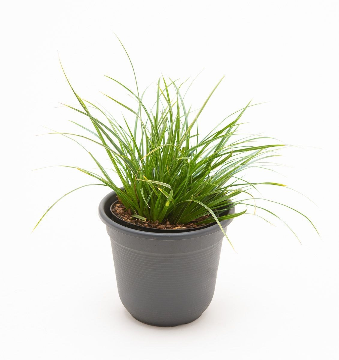 Carex morrowii 'variegata'