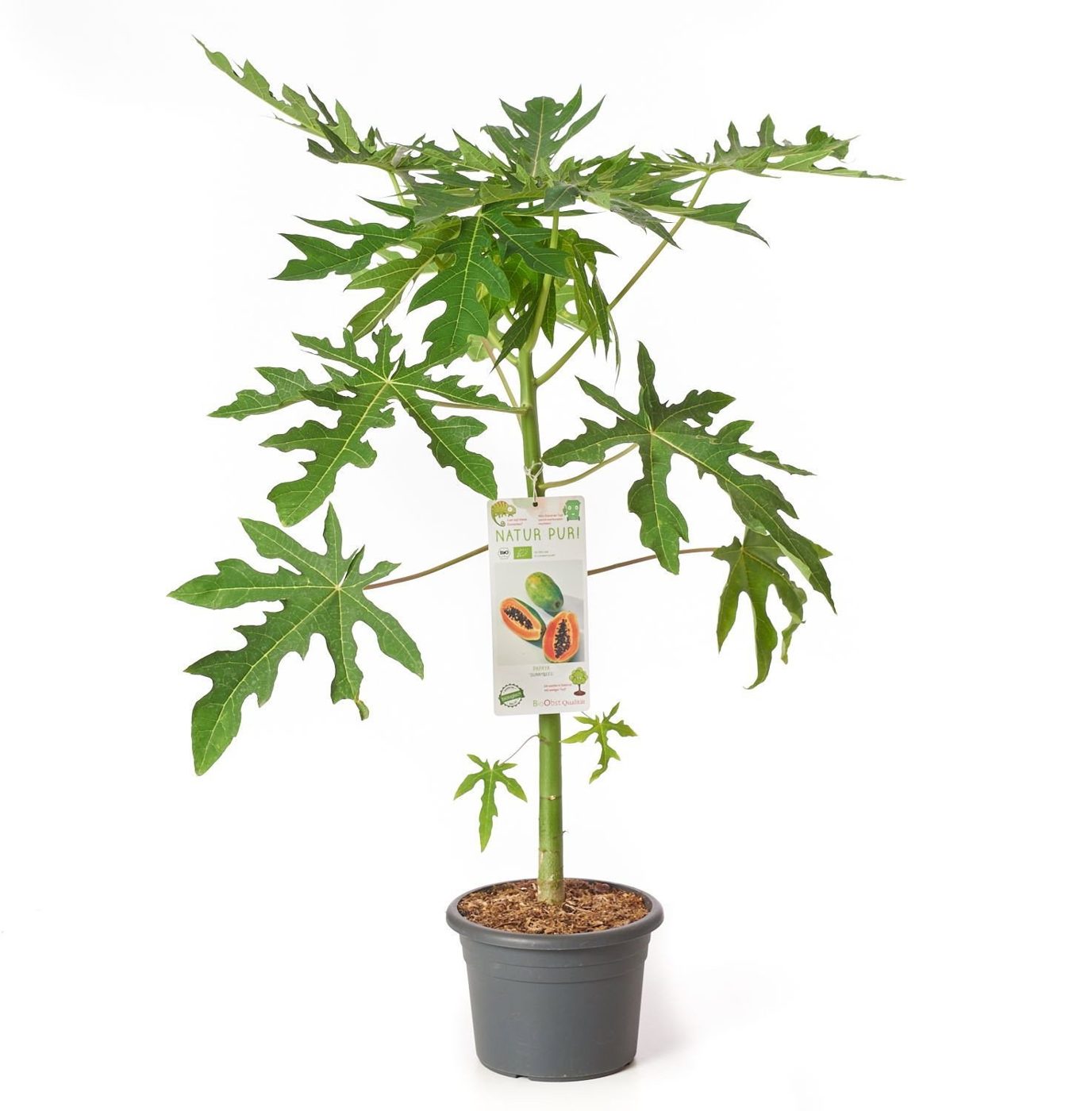 Carica papaya