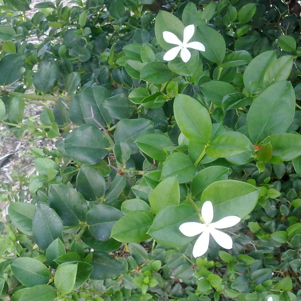 Carissa macrocarpa
