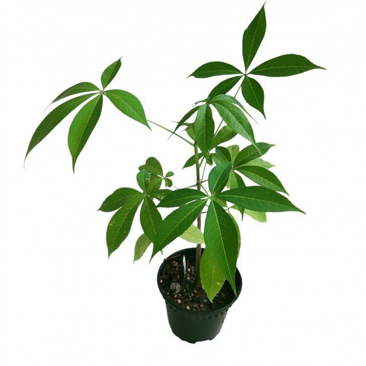 Ceiba speciosa