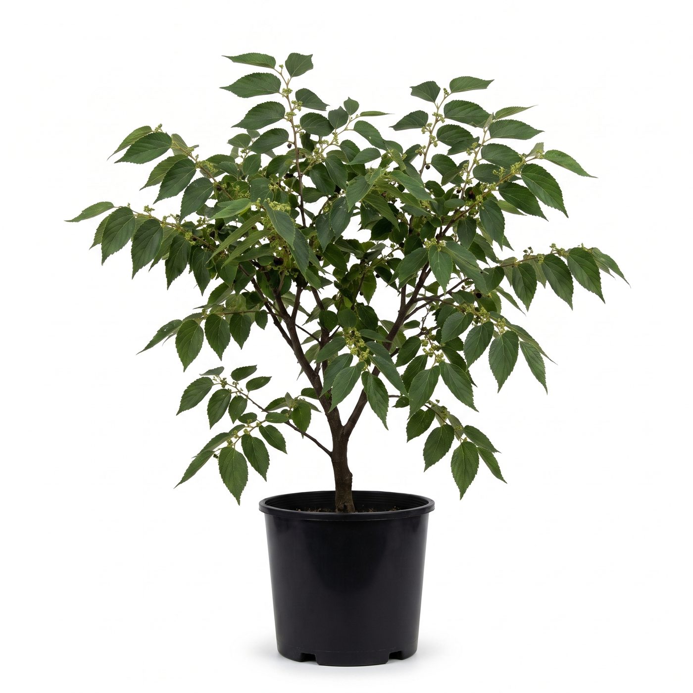 Celtis australis