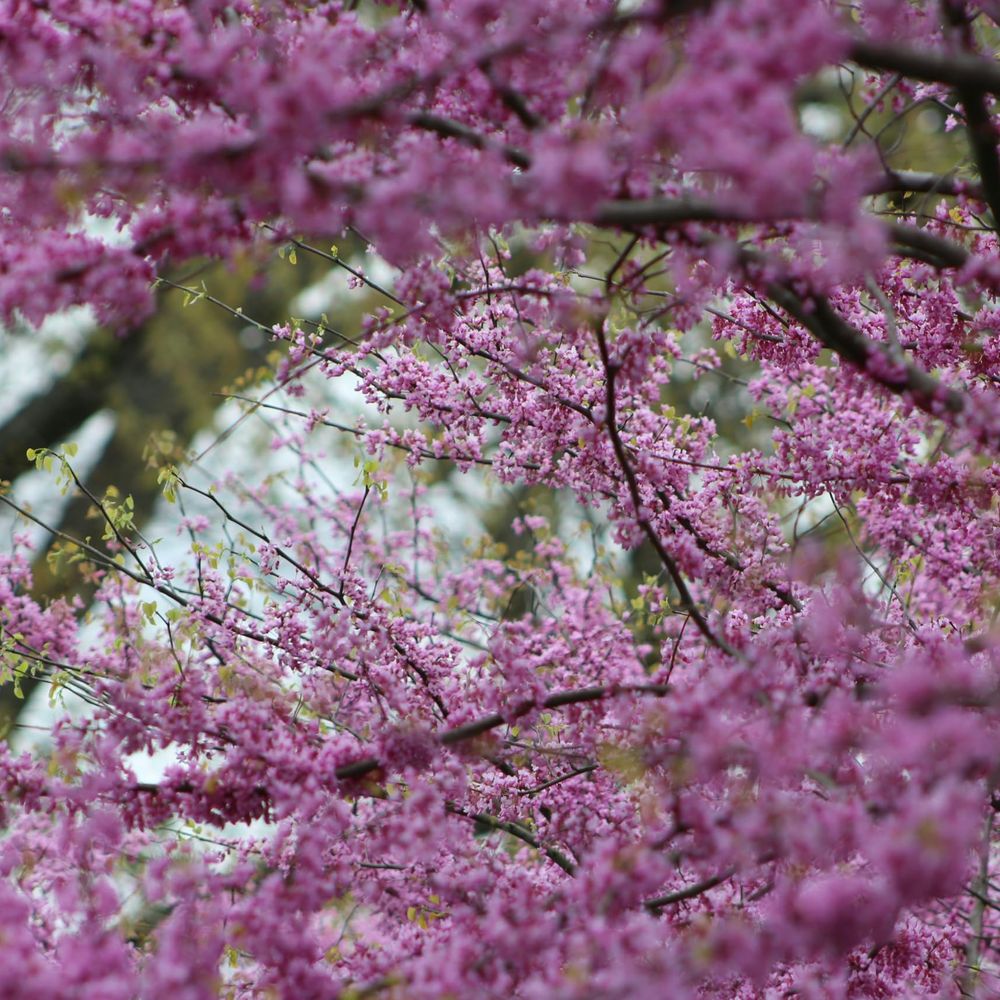 Cercis siliquastrum