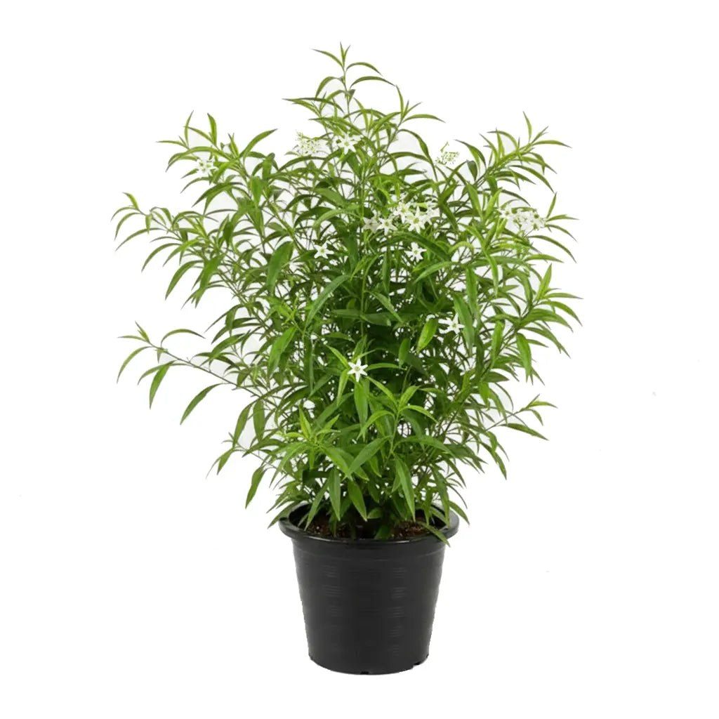 Cestrum nocturnum
