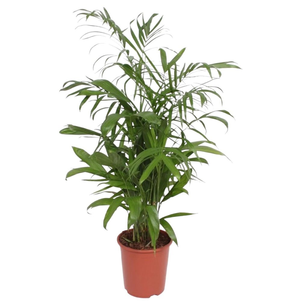 Chamaedorea seifrizii