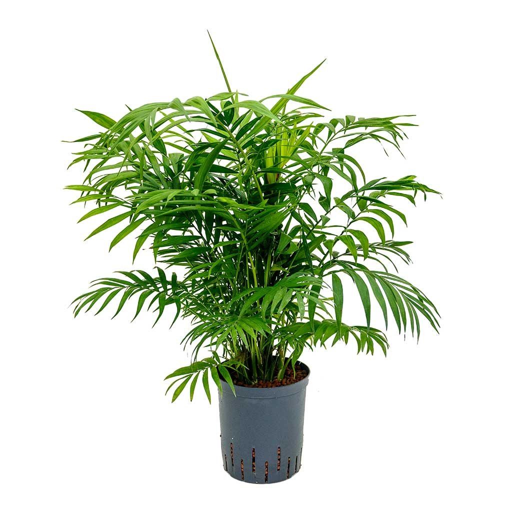 Chamaedorea elegans