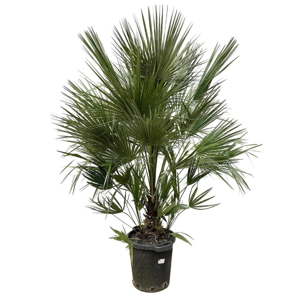 Chamaerops humilis