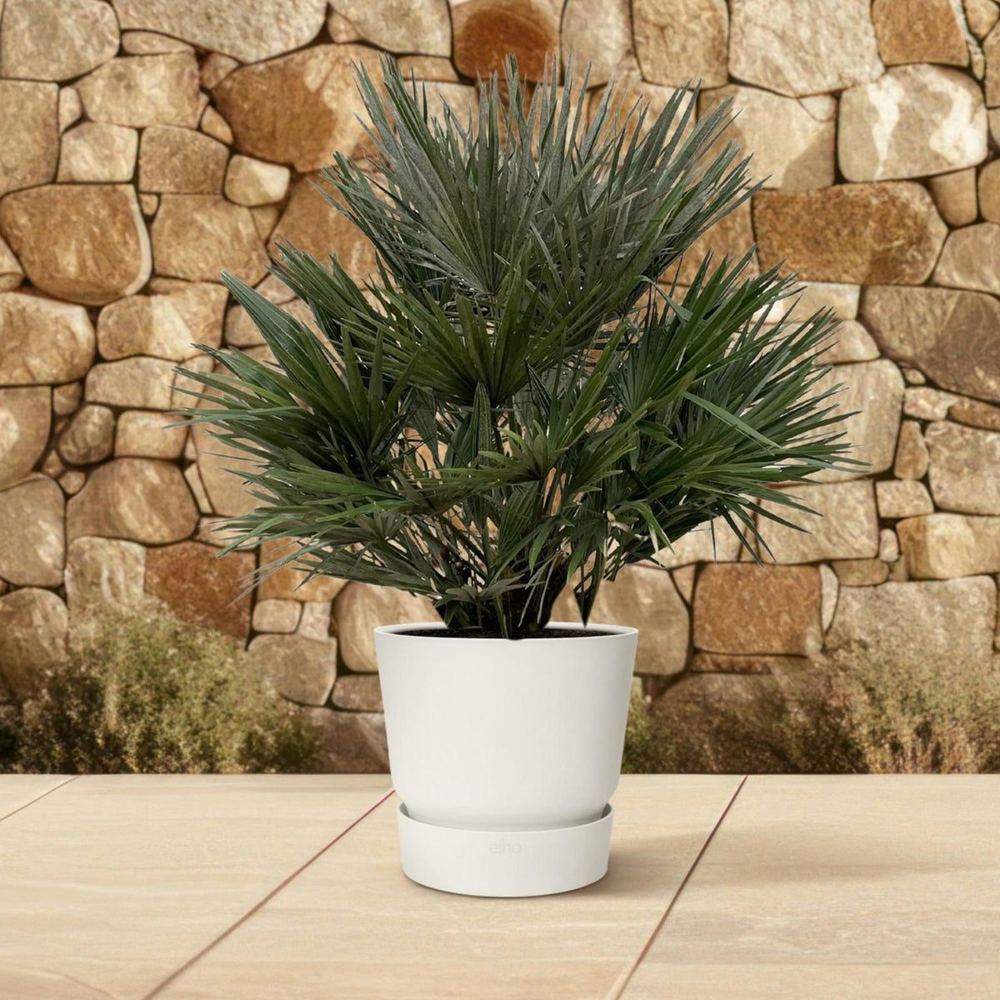 Chamaerops humilis 'Vulcano'