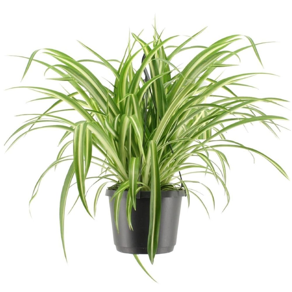 Chlorophytum comosum 'Variegatum'
