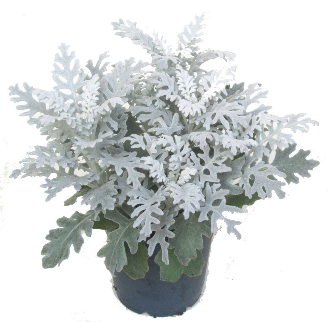 Cineraria maritima